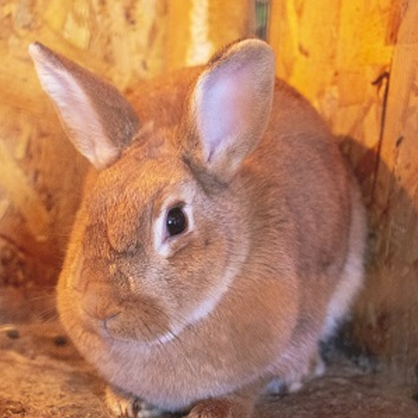 Кролик зоопарк Болгар